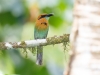 Broad-billed Motmot