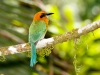 Broad-billed Motmot