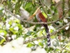 Squirrel Cuckoo