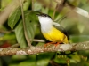 White-collared Manakin