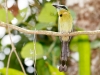 Keel-billed Motmot