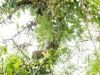 Three-toed Sloth