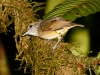 Plain Antvireo