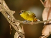 Olive-backed Euphonia