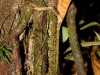 Helmet-headed Lizard