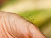 Walking Stick Insect