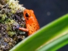 Strawberry Poison Dart Frog