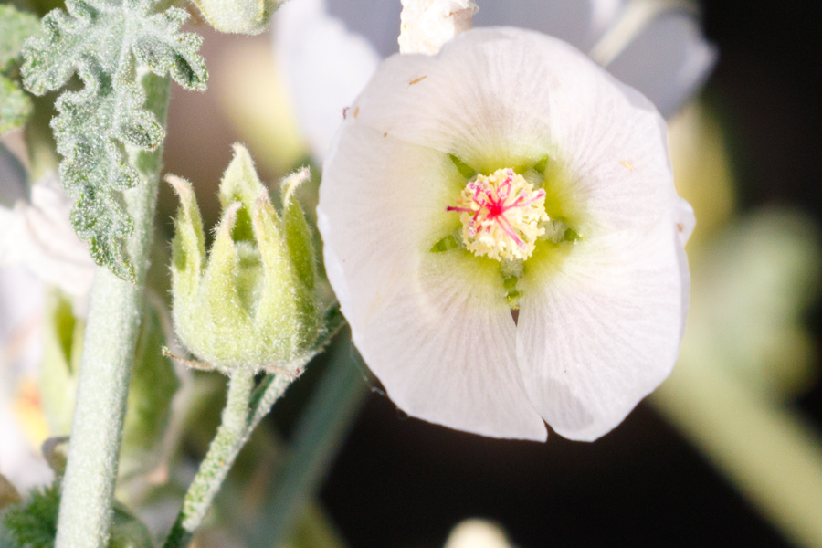 White Desert Globemallow