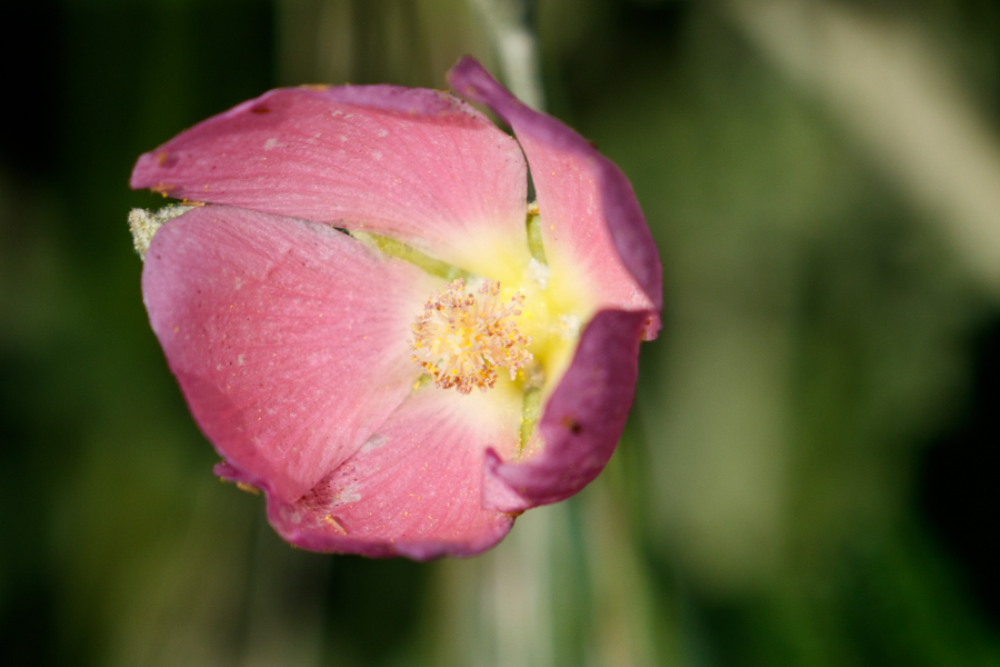 Pink Globemallow