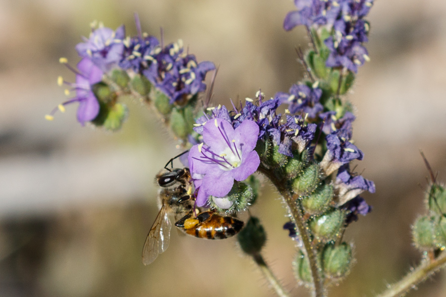 Bee on Cleft-leaf Wildheliotrope