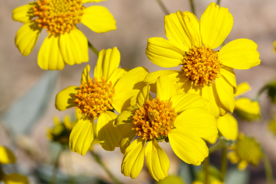 Desert Sunflower