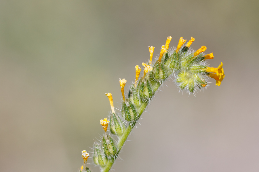 Common Fiddleneck