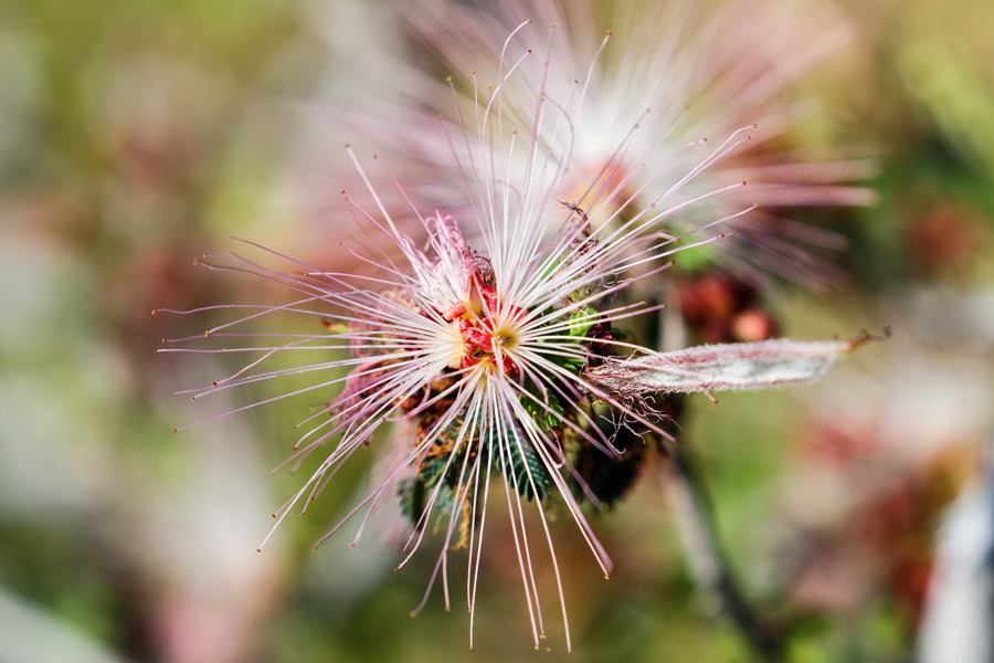 Fairy Duster