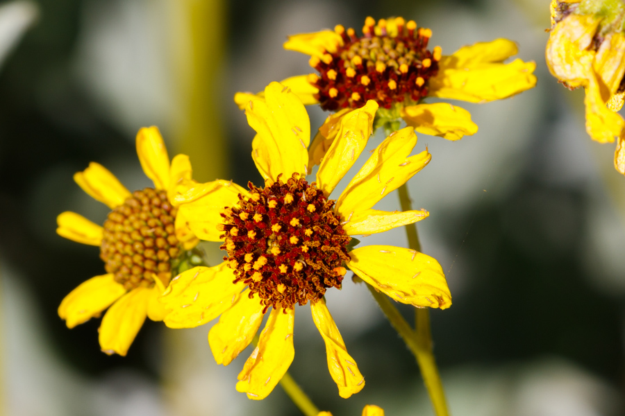 Brittlebush