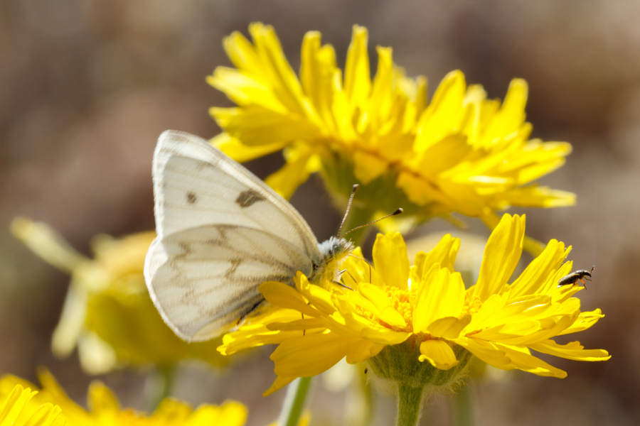 Checkered White Butterfly, Desert Marigold