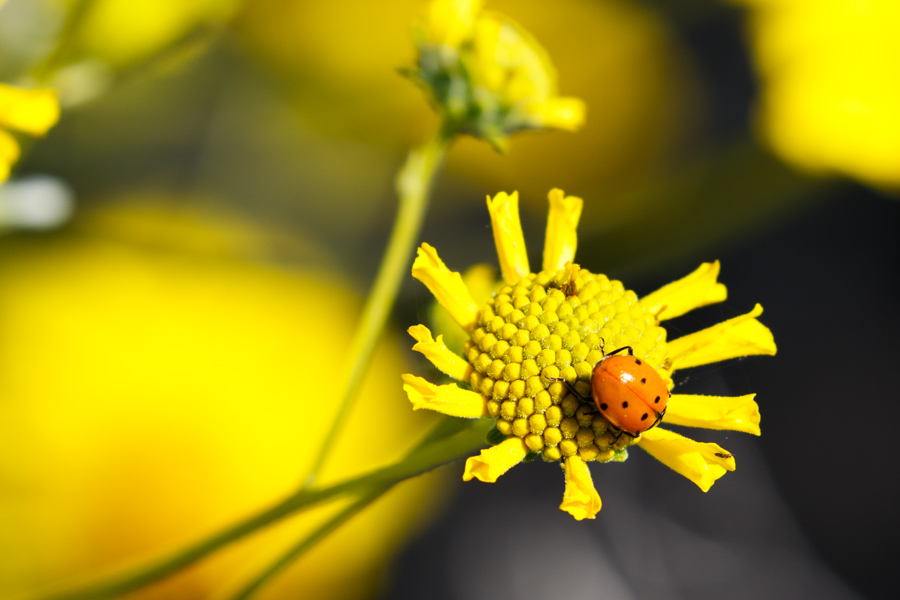 Desert Sunflower