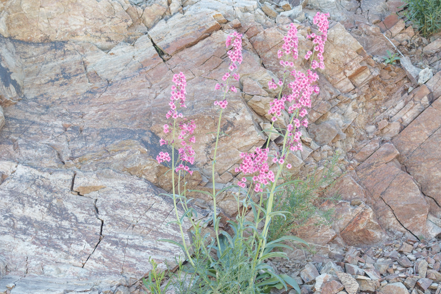 Parry\'s Beardtongue