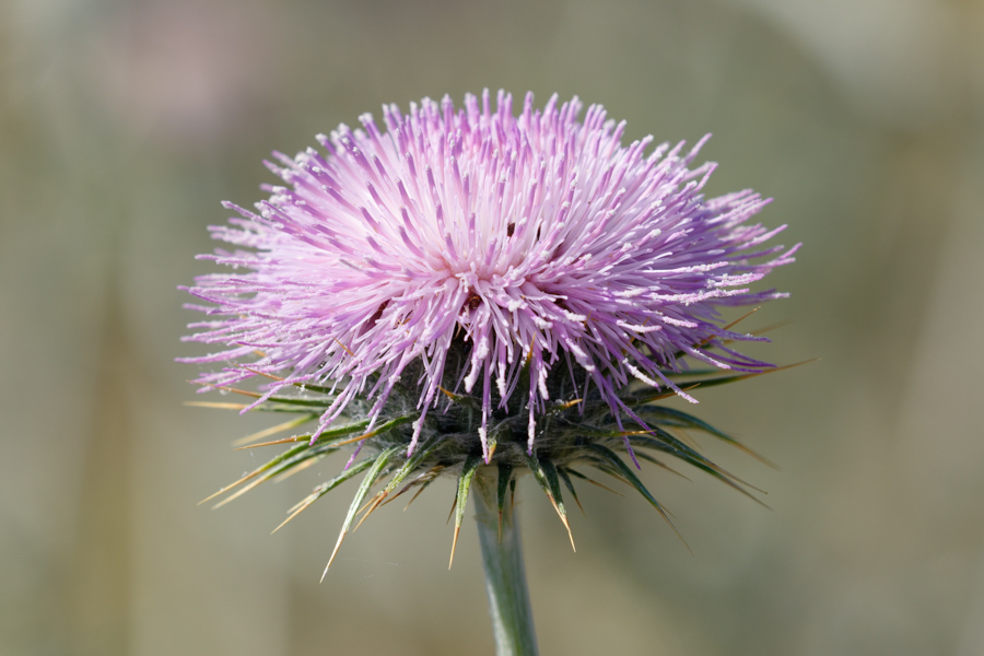 New Mexico Thistle