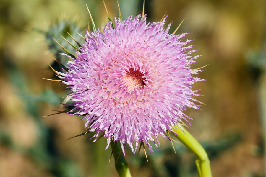 New Mexico Thistle