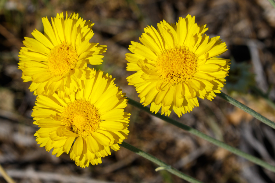 Desert Marigold