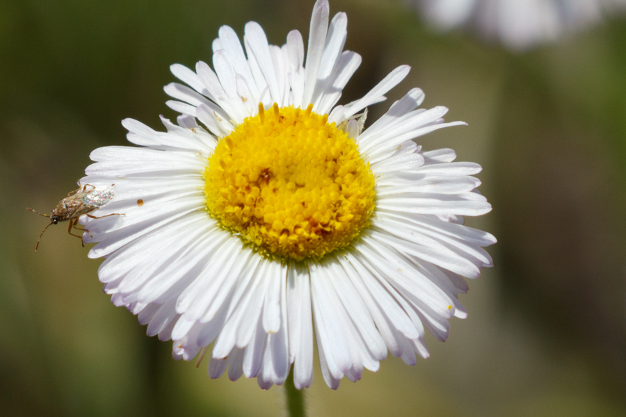 Spreading Fleabane