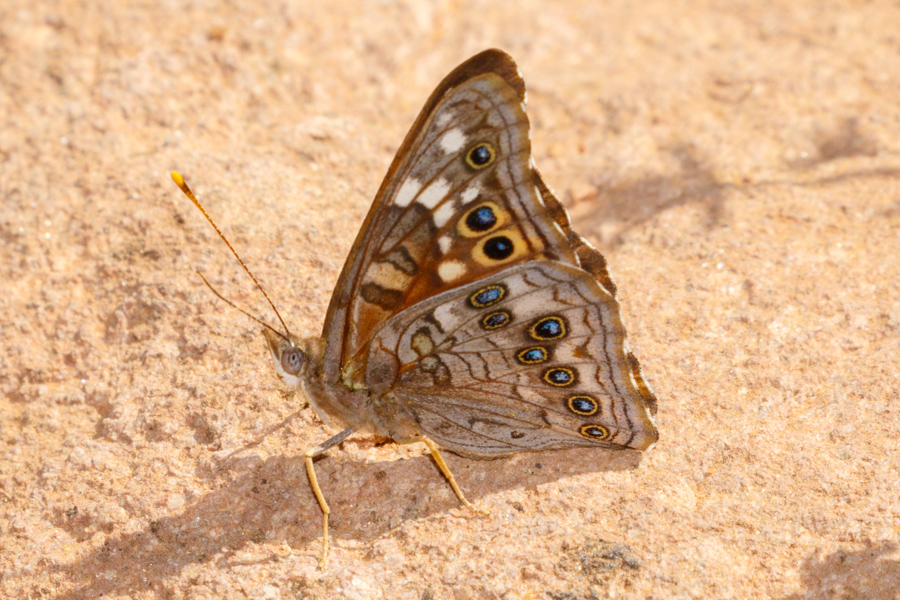 Empress Leilia Butterfly