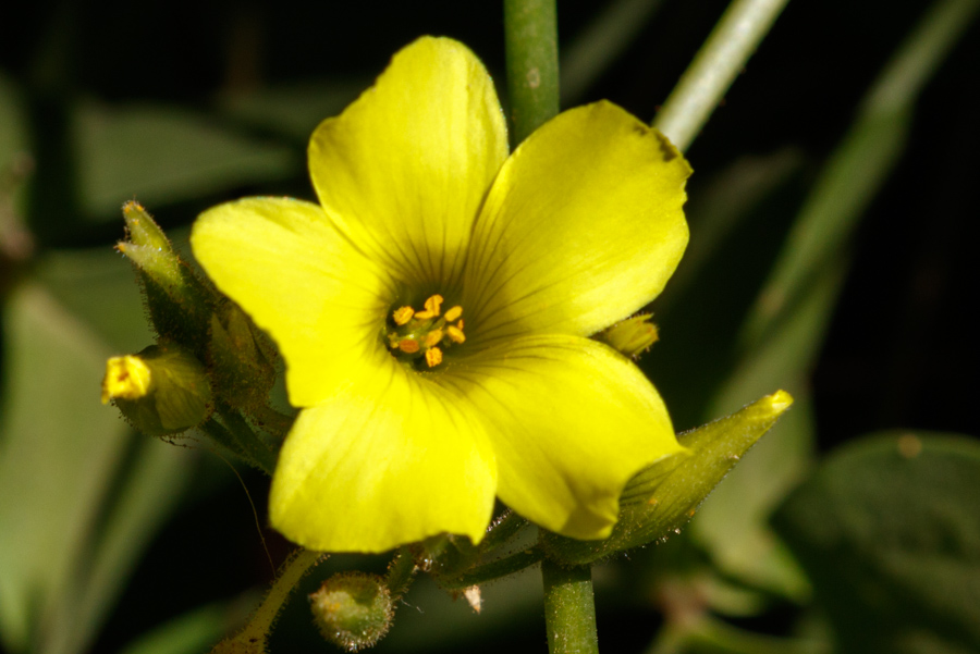 Golden Linanthus