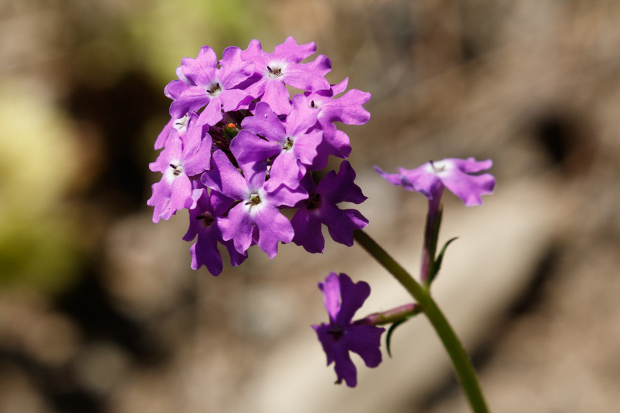 Dakota Mock Vervain