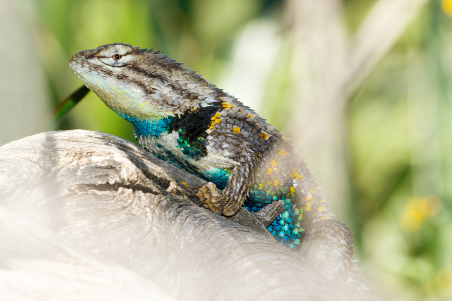 Desert Spiny Lizard