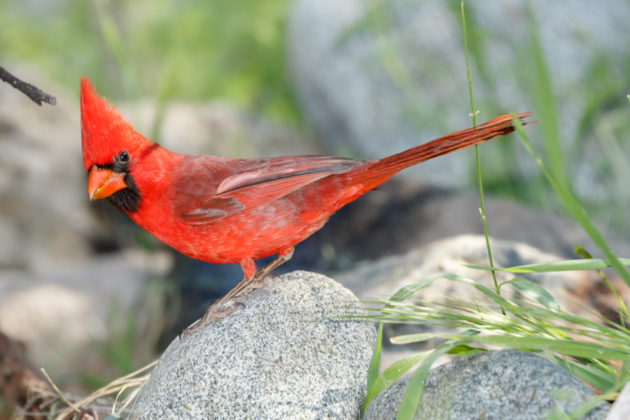 Northern Cardinal