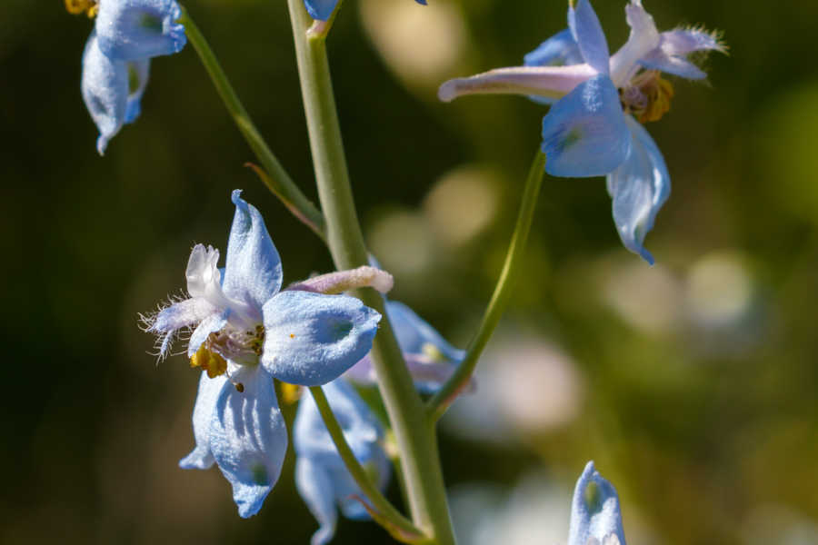 Delphinium