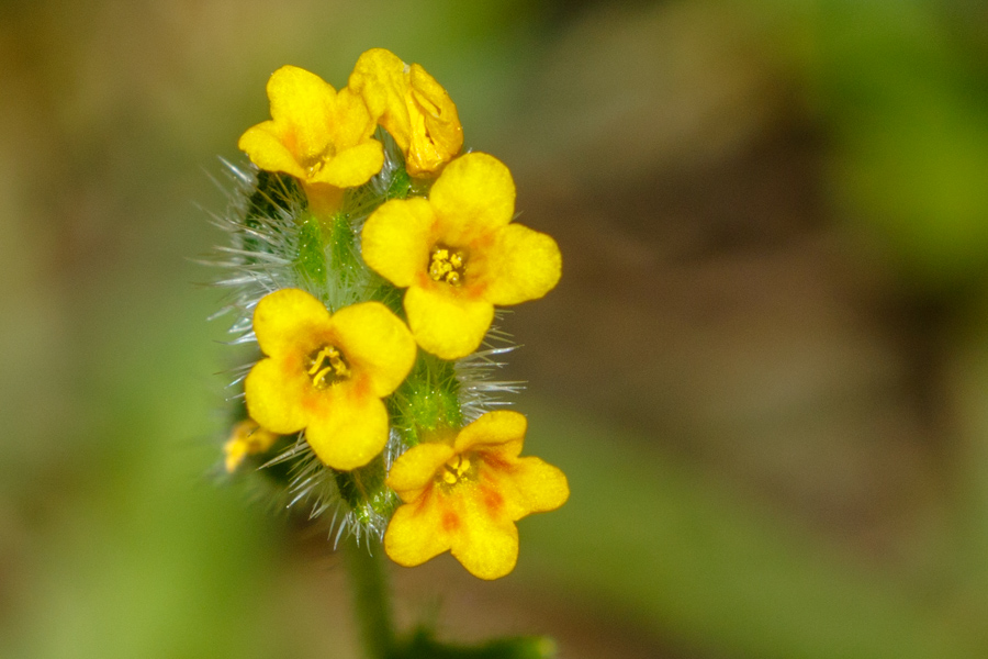 Common Fiddleneck