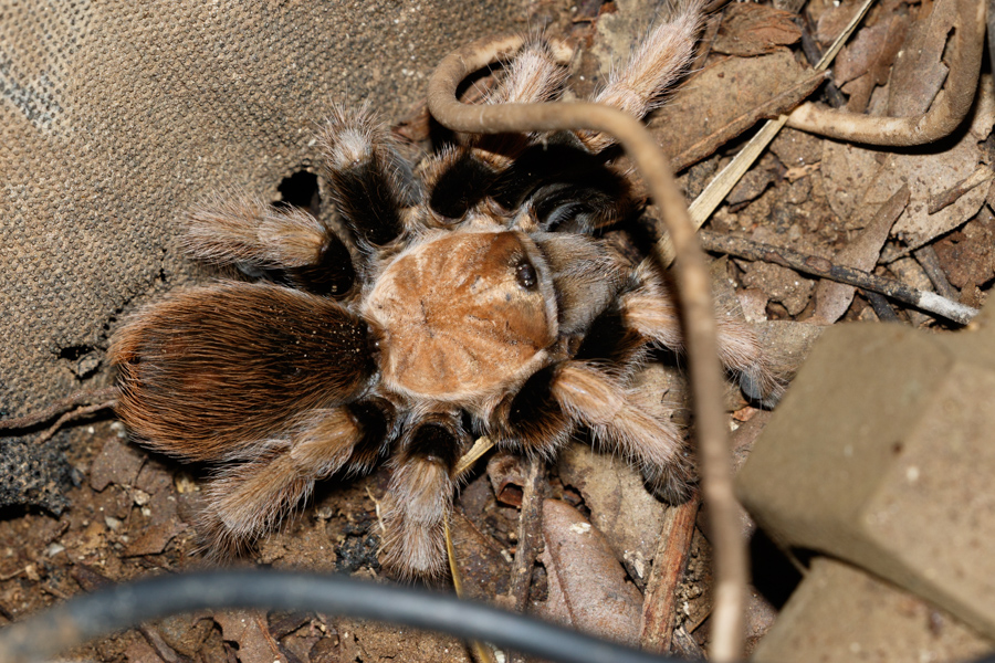 Arizona Blond Tarantula