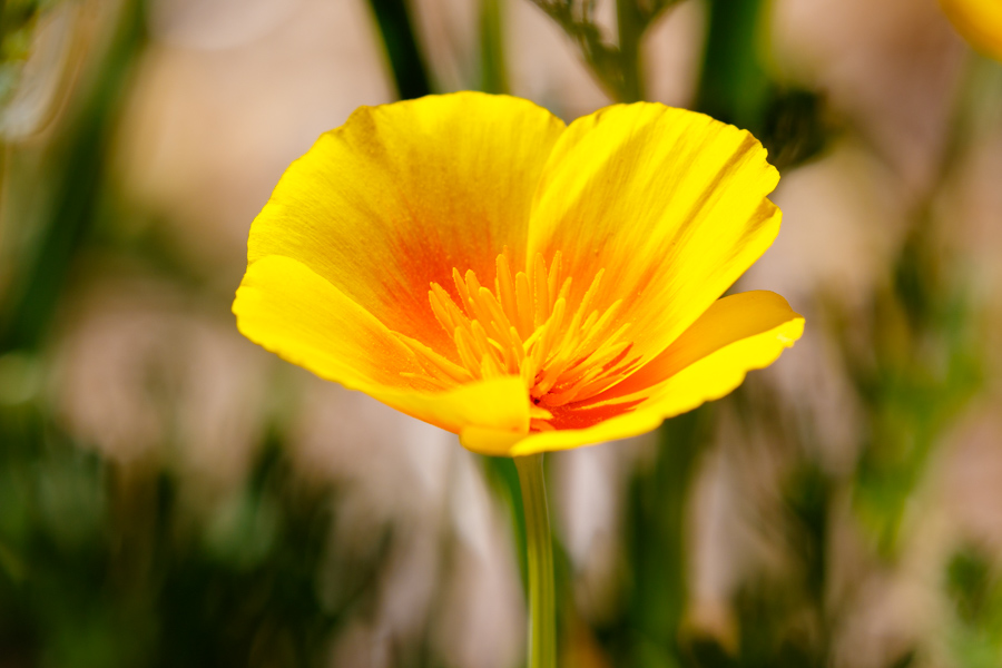 California Poppy