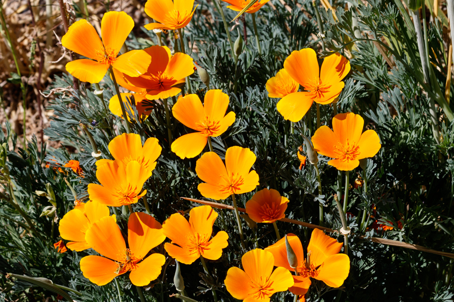 California Poppy