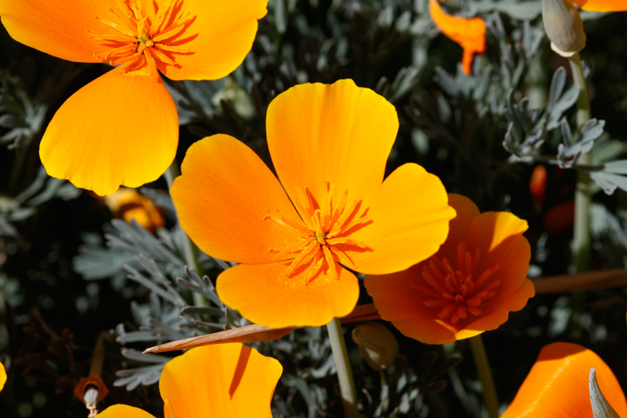 California Poppy