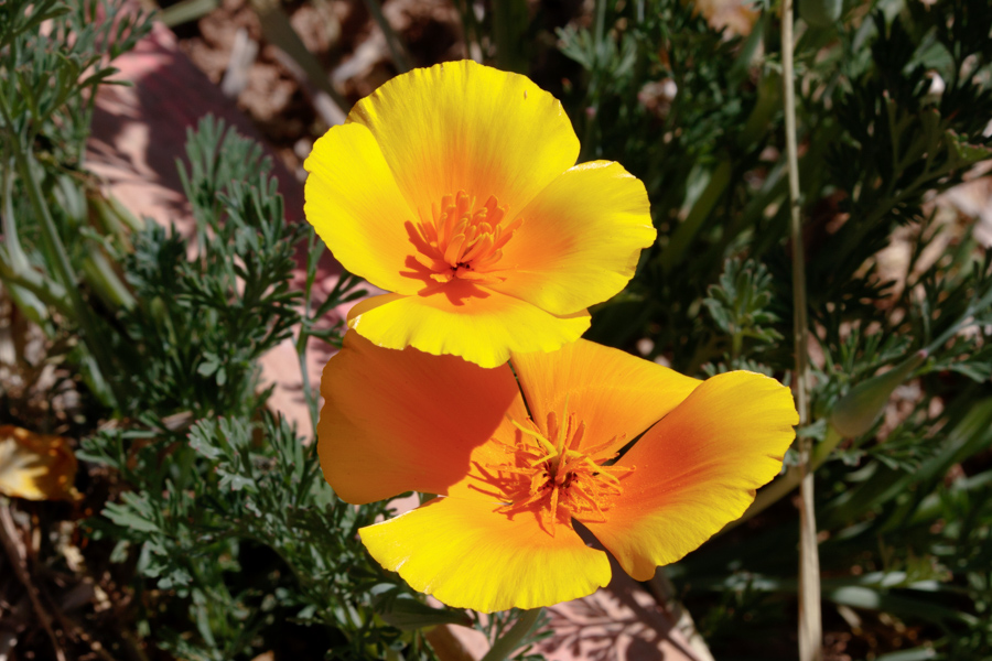 California Poppy