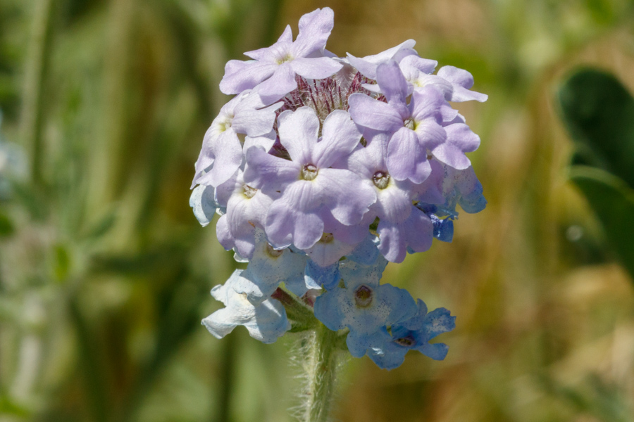 Southwestern Mock Vervain