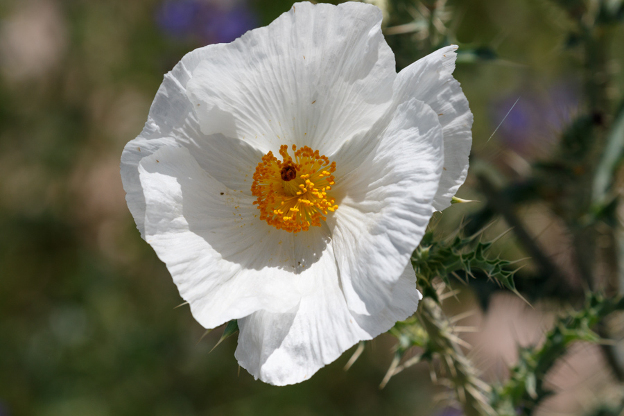 Southwestern Pricklypoppy