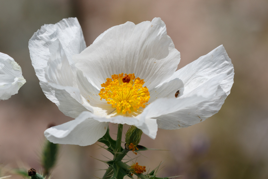 Southwestern Pricklypoppy