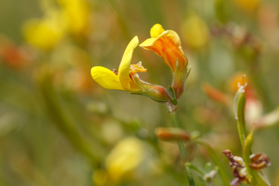 Shrubby Deervetch