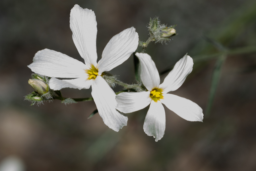 Santa Catalina Mountain Phlox