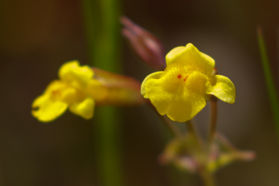 Seep Monkeyflower