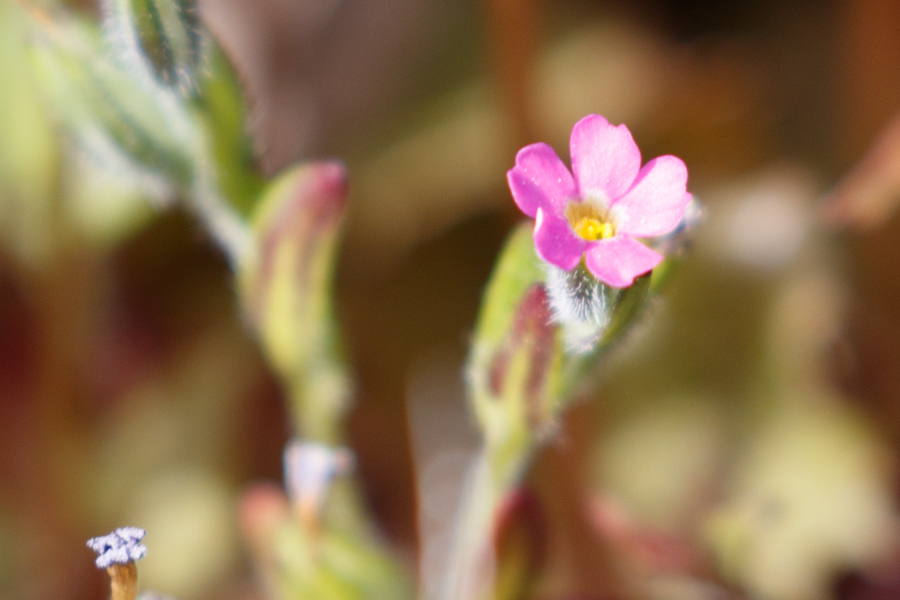 Fringed Redmaids. Oak Flats.