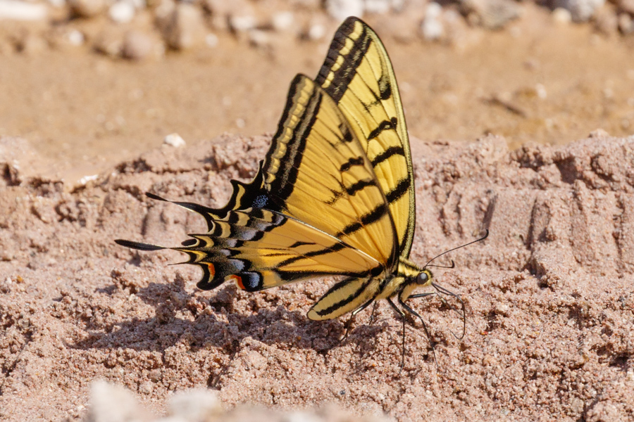 Two-tailed Swallowtail