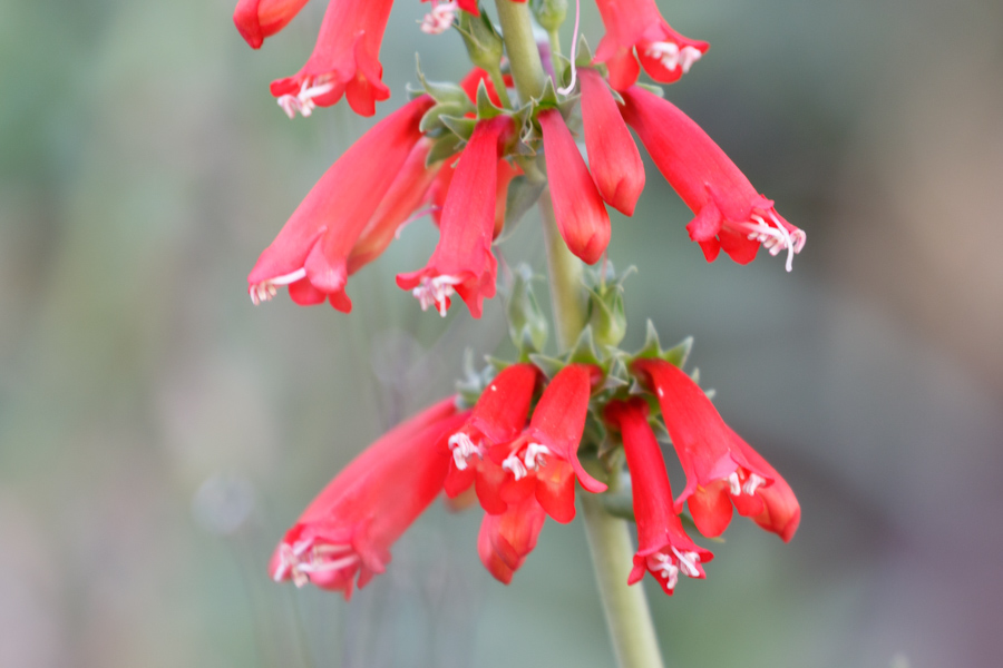 Firecracker Penstemon