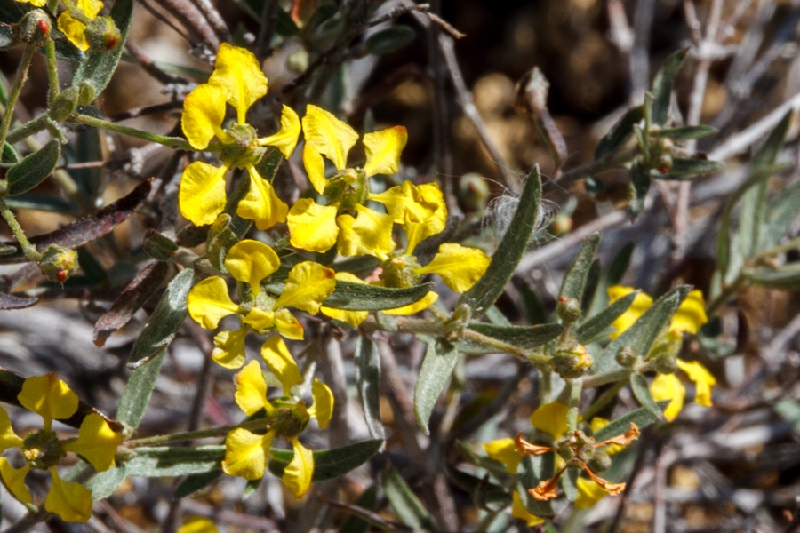 Desert Vine