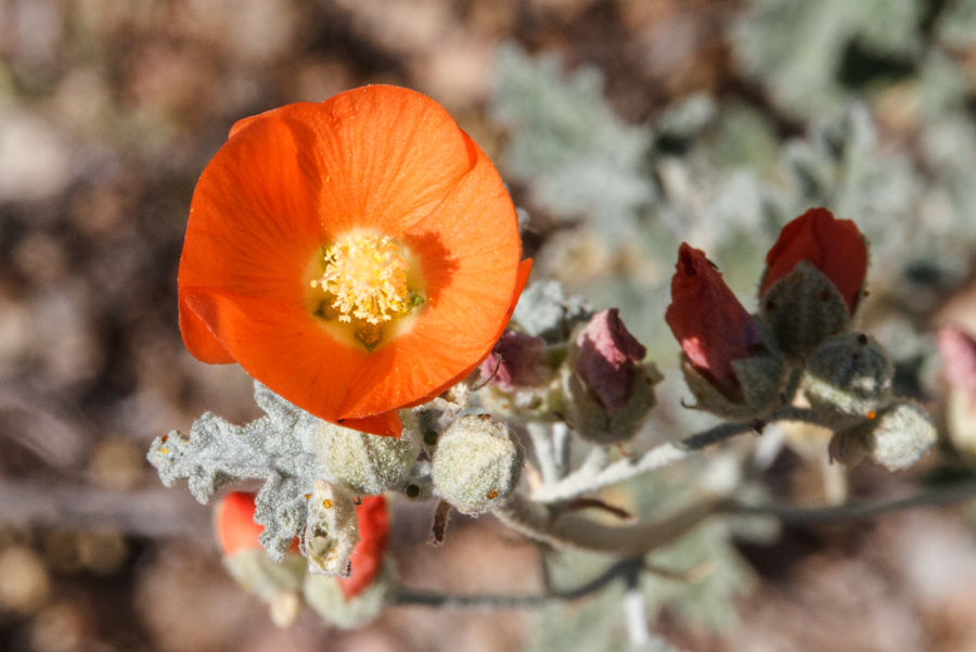 Orange Globemallow