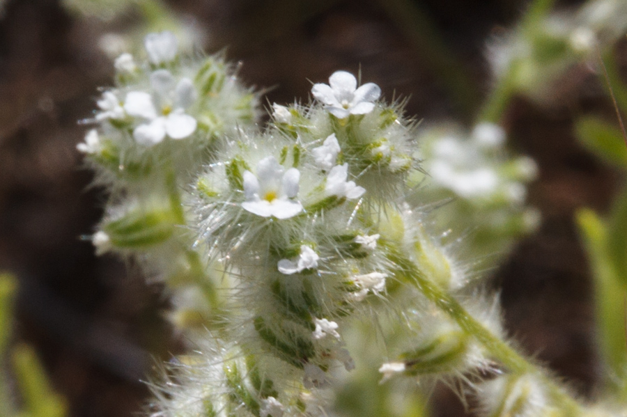 Cryptantha