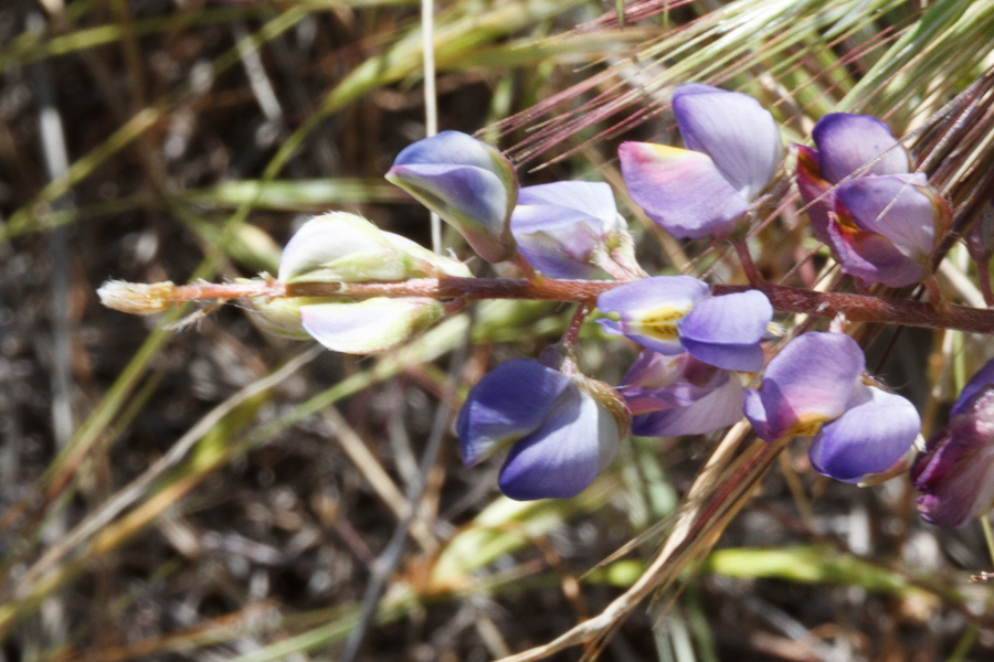 Arizona Lupine